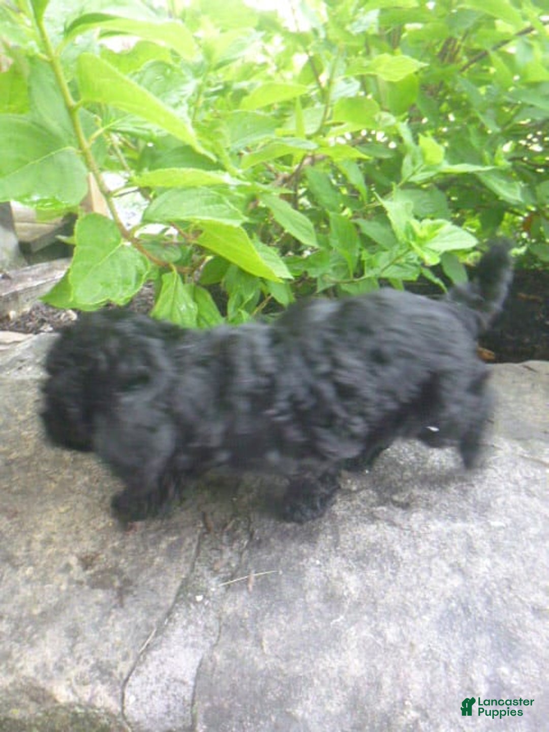 Toy Poodle dogs for sale: Hanna - Image 5