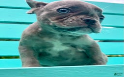 French Bulldog dogs for sale: Luna - Image 26