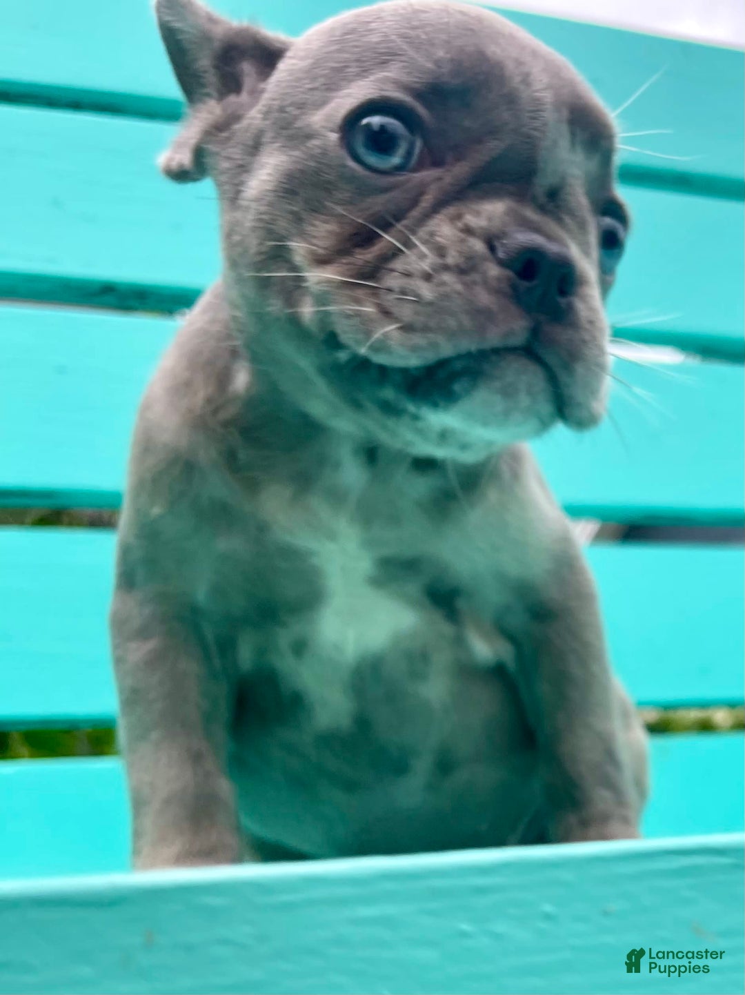 French Bulldog dogs for sale: Luna - Image 26