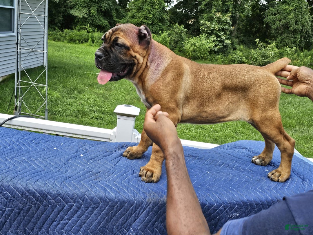 Cane Corso dogs for sale: Coco - Image 2