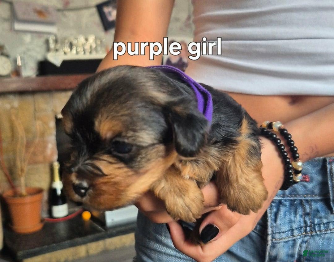 Yorkshire Terrier dogs for sale: Sara - Image 2