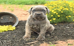 Cane Corso dogs for sale: Ivar - Image 1