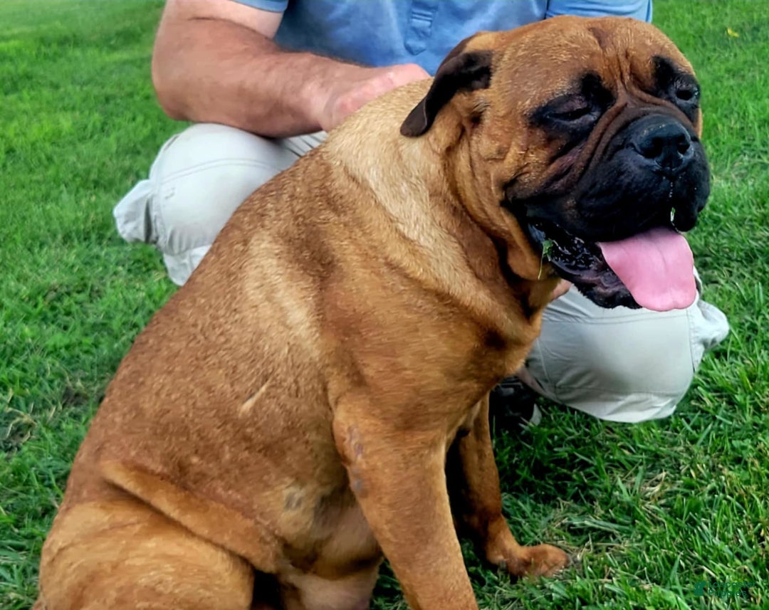 Bullmastiff dogs for sale: Tess - Image 2