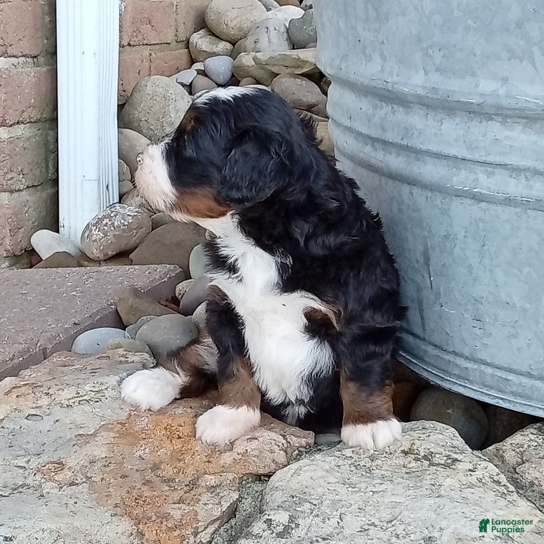 Mini Bernedoodle dogs for sale: Oakley - Image 31