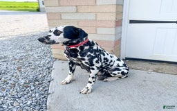 Dalmatian dogs for sale: Oreo - Image 6