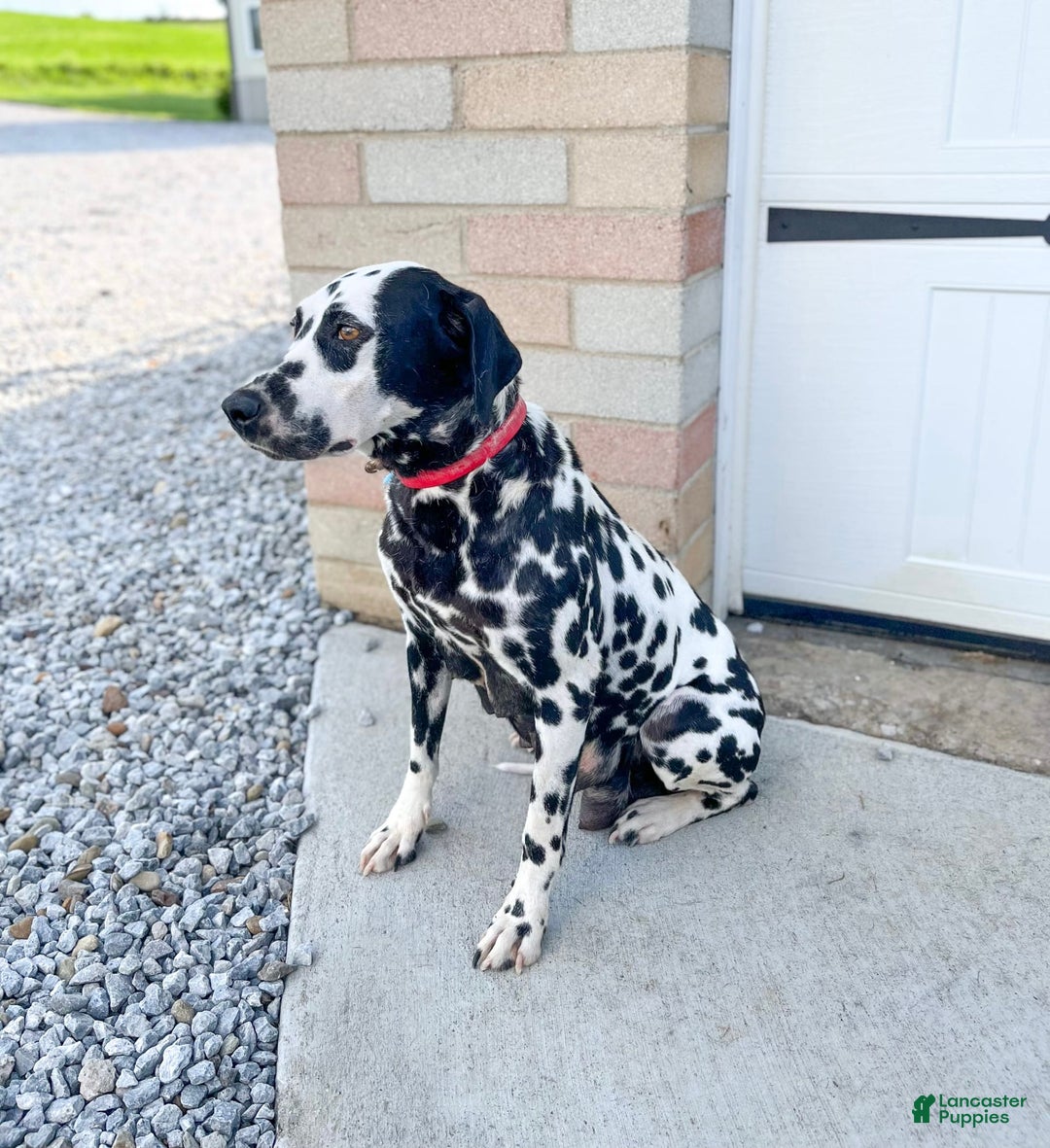 Dalmatian dogs for sale: Oreo - Image 6