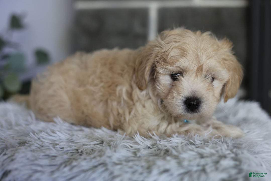 Maltipoo dogs for sale: Yogi - Image 6