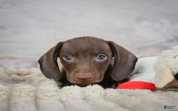 Miniature Dachshund dogs for sale: Duke - Image 7
