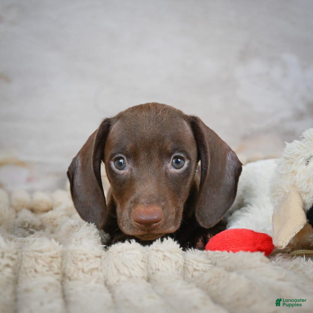 Miniature Dachshund dogs for sale: Duke - Image 7