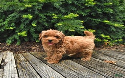 Cavapoo dogs for sale: Benji - Image 1