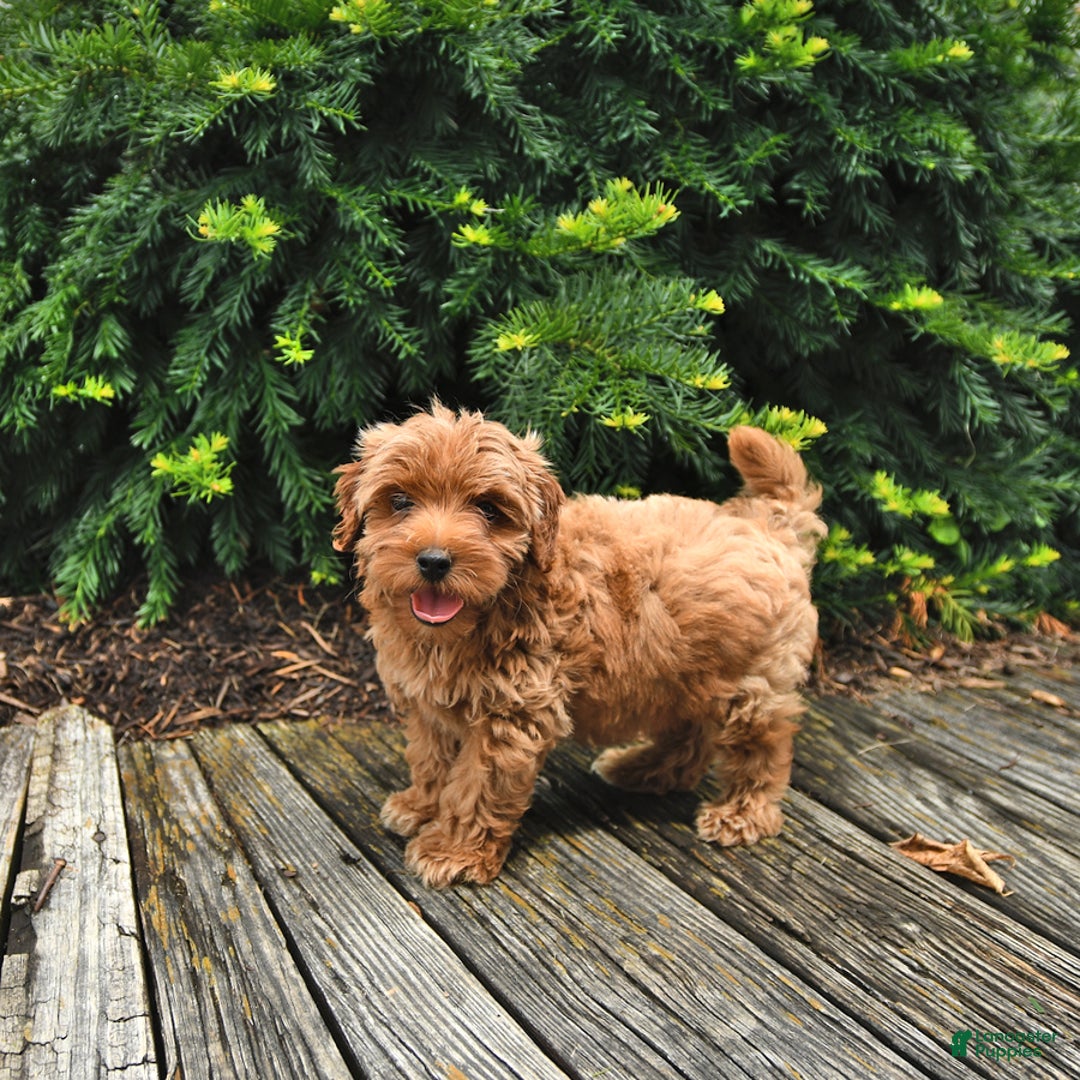 Cavapoo dogs for sale: Benji - Image 1