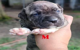 American Pit Bull Terrier dogs for sale: Guage - Image 12