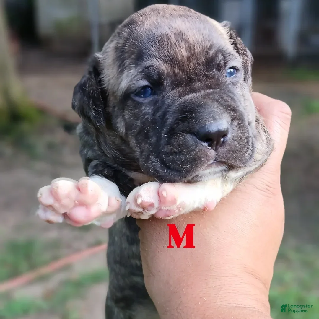 American Pit Bull Terrier dogs for sale: Guage - Image 12
