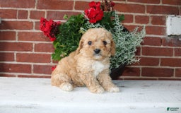 Cavapoo dogs for sale: Almond - Image 3
