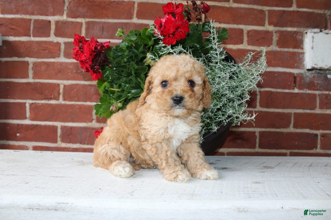Cavapoo dogs for sale: Almond - Image 3