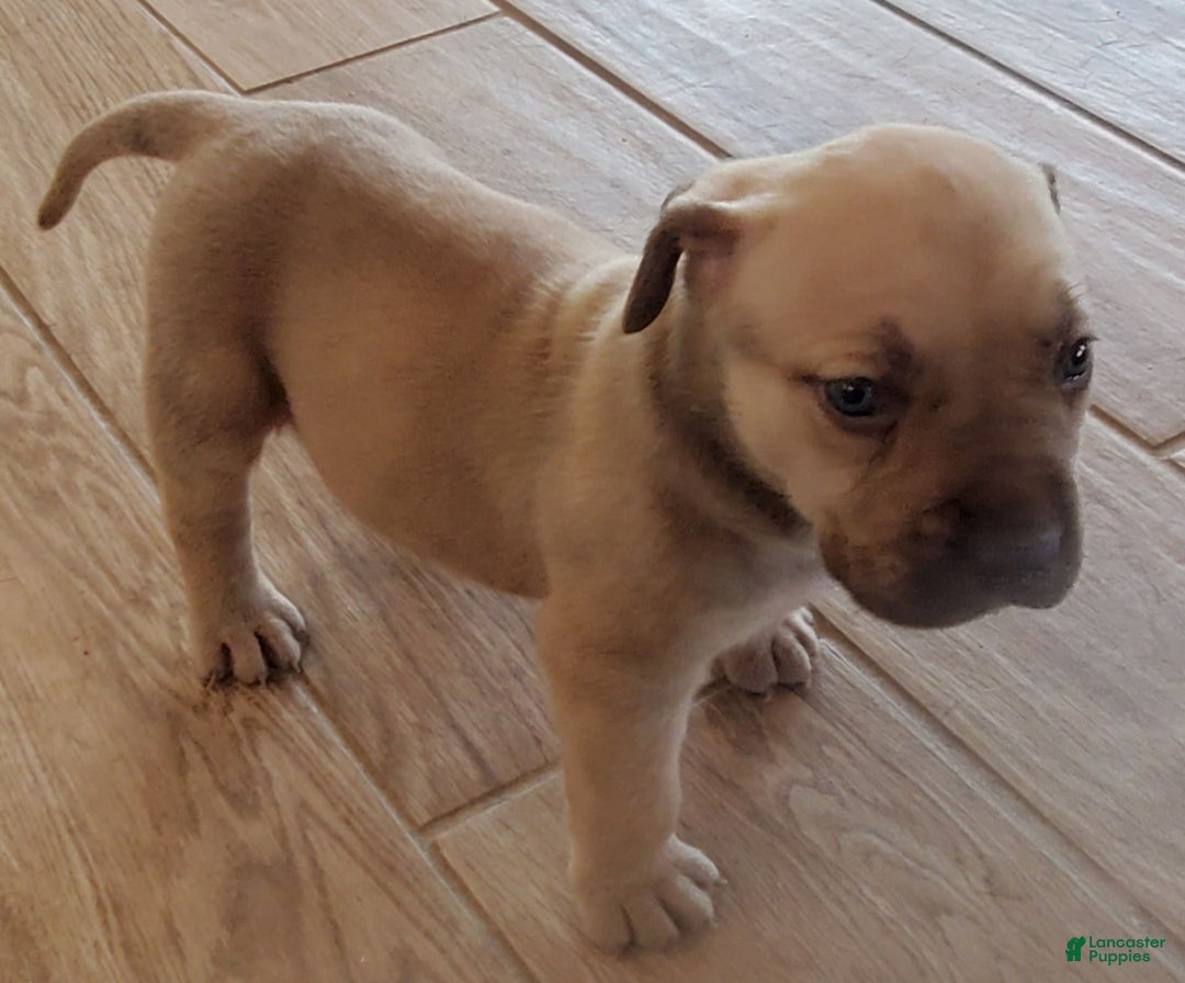 South African Boerboels dogs for sale: Jolie - Image 3