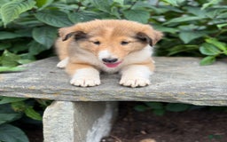Collie dogs for sale: Amora - Image 9
