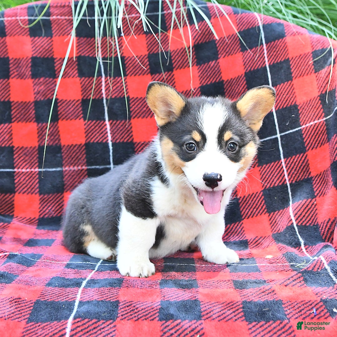 Welsh Corgi Pembroke dogs for sale: Major - Image 5