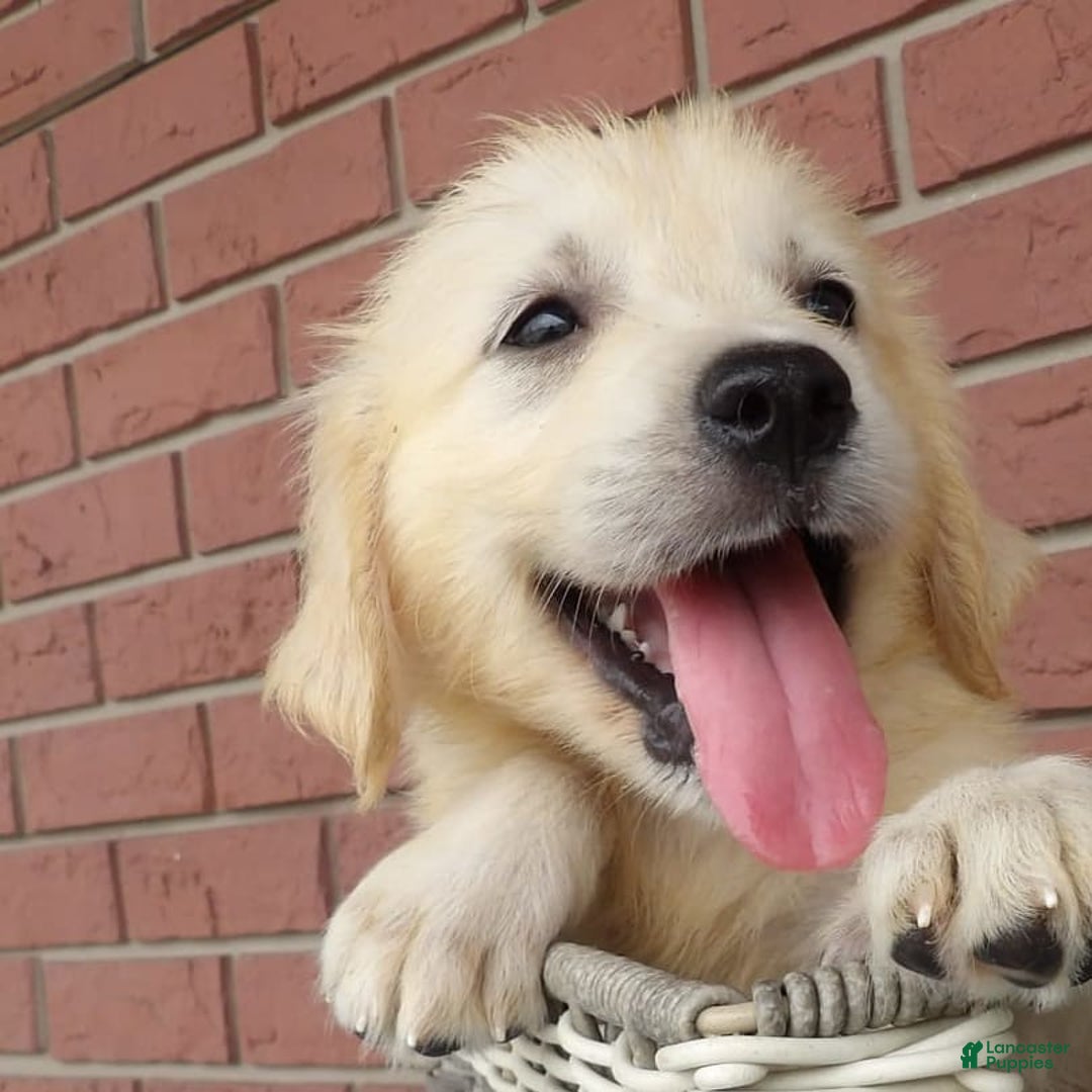 Golden Retriever dogs for sale: Rover - Image 2