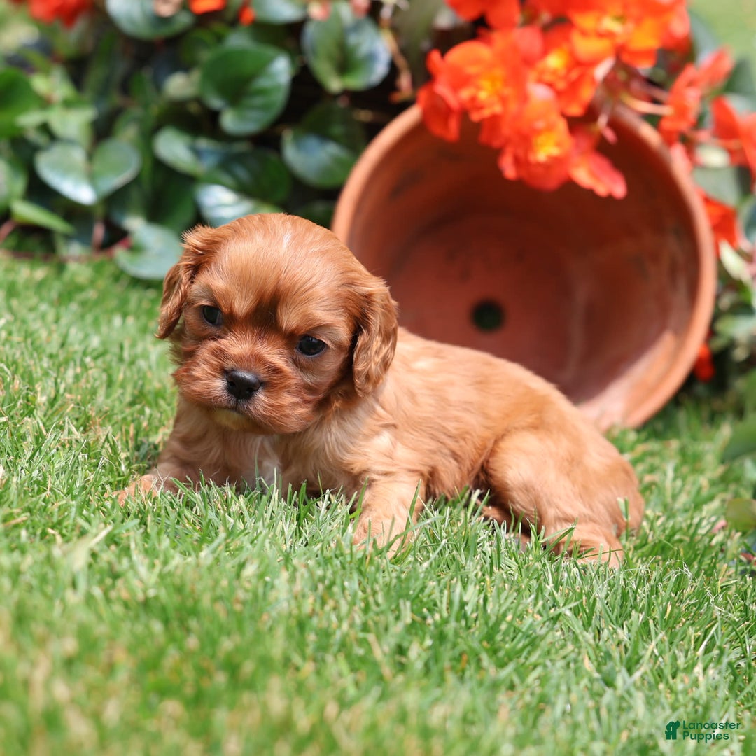 Cavalier King Charles Spaniel dogs for sale: Jax - Image 5
