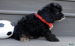 Cockapoo dogs for sale: Rocky - Image 4