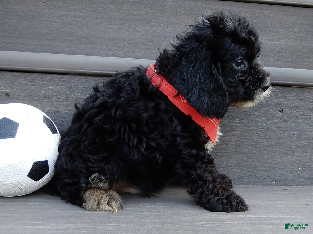 Cockapoo dogs for sale: Rocky - Image 4