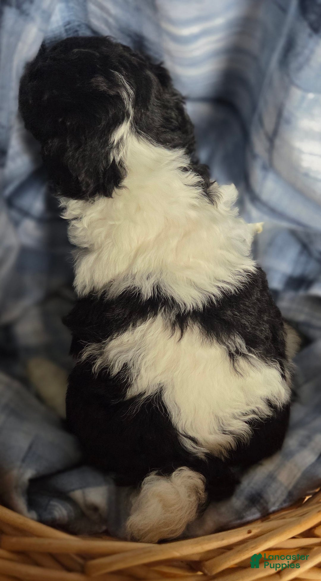 Toy Poodle dogs for sale: Paisley 3rd Girl - Image 3