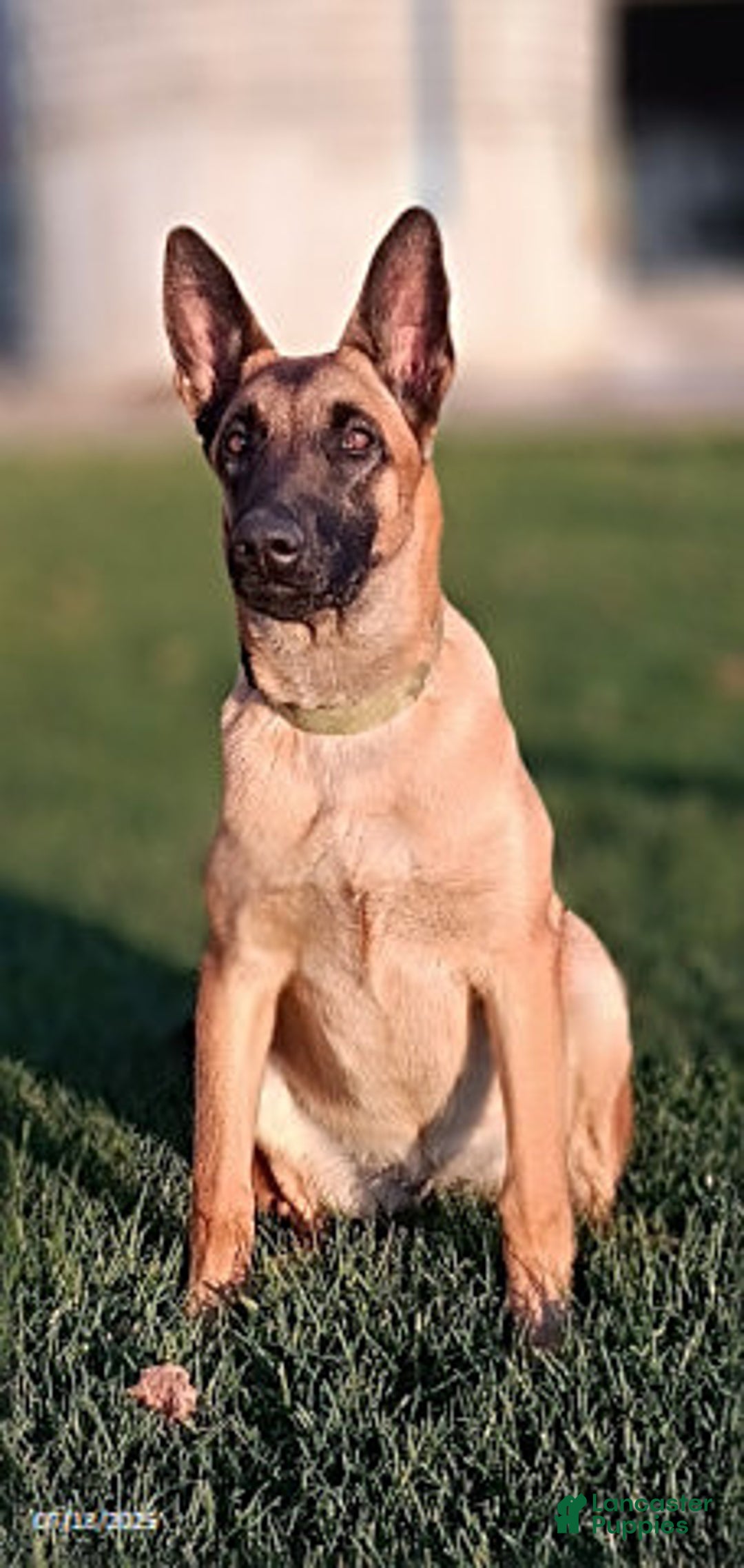 Belgian Malinois dogs for sale: Lyra - Image 5