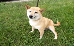 Shiba Inu dogs for sale: Layena - Image 1