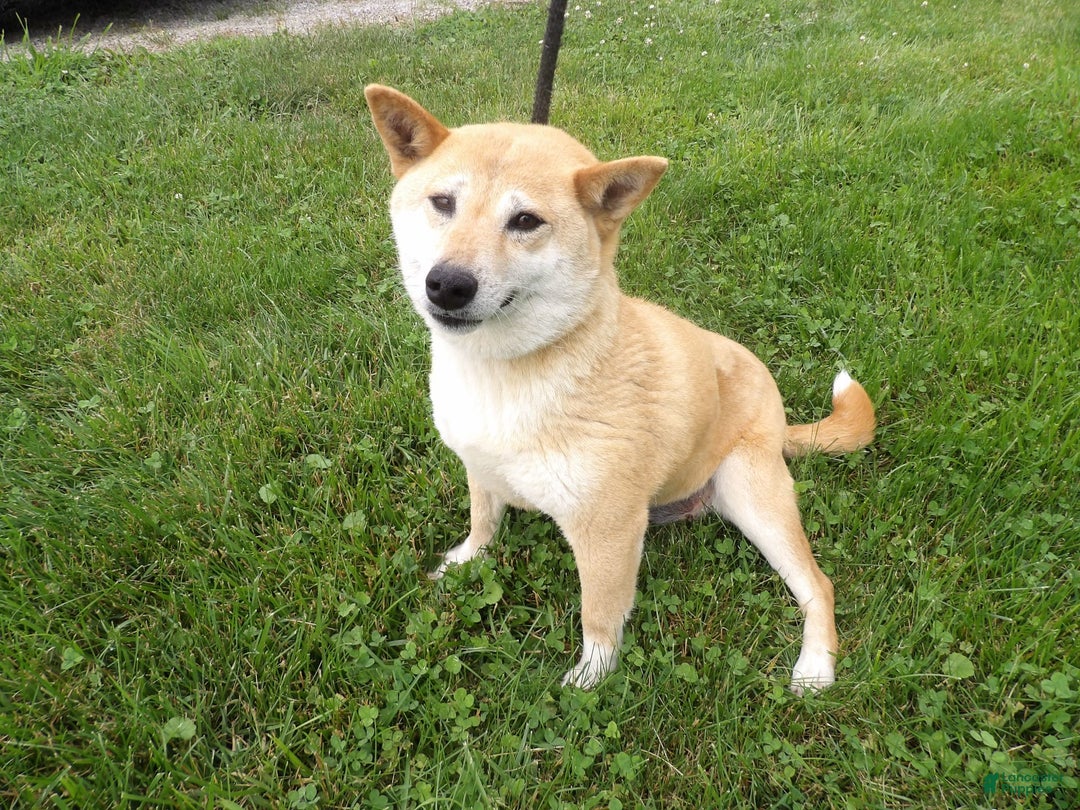 Shiba Inu dogs for sale: Layena - Image 1