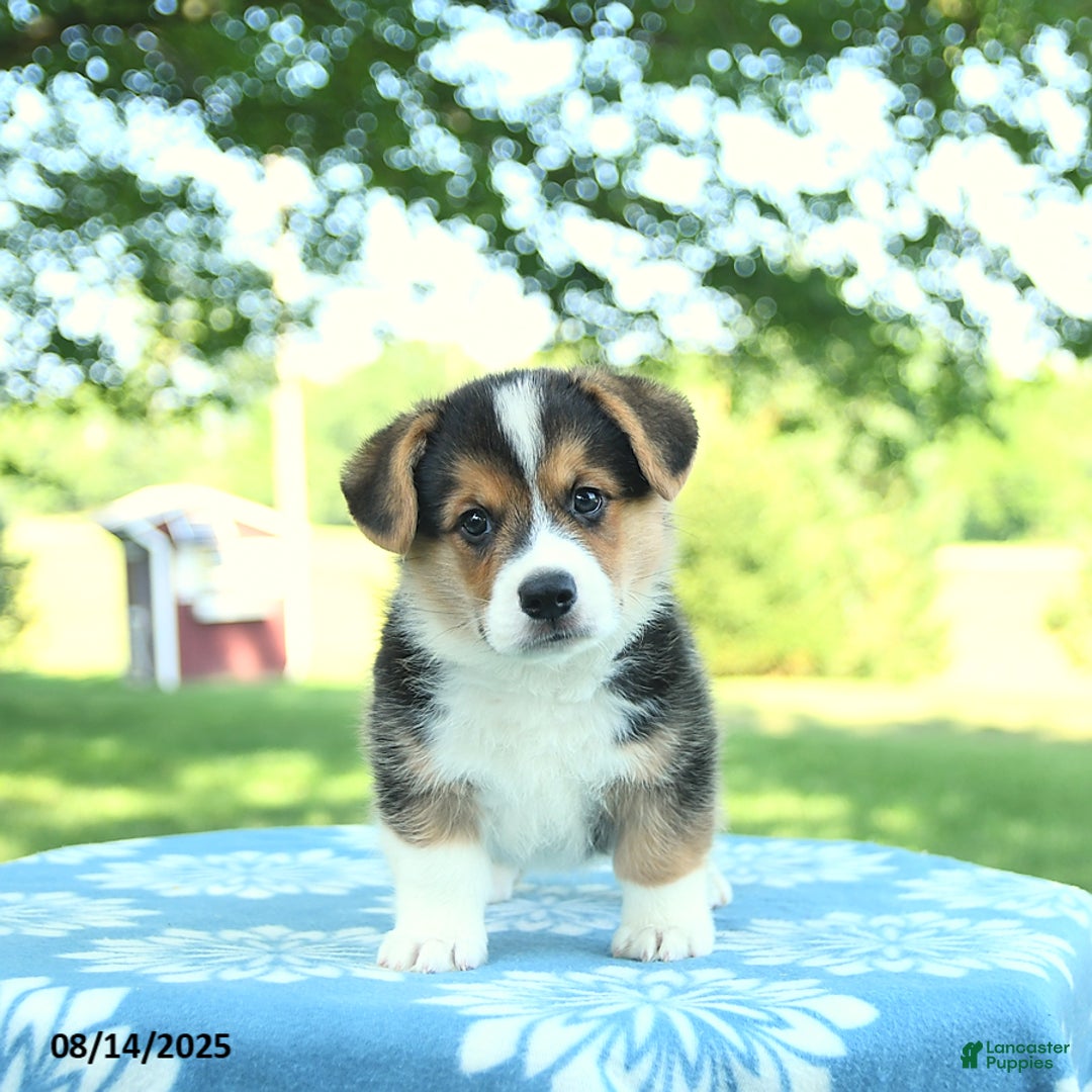 Welsh Corgi Pembroke dogs for sale: Max - Image 5