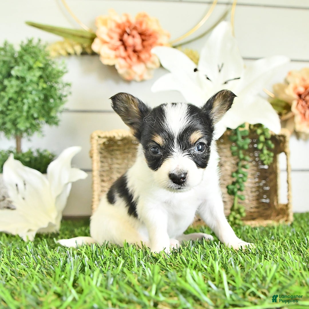 Papillon dogs for sale: Leo - Image 1
