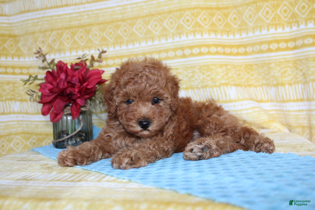 Mini Goldendoodle dogs for sale: Lewis - Image 14