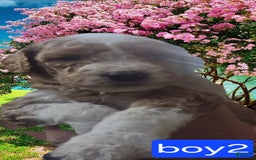 Goldendoodle dogs for sale: Sox - Image 2