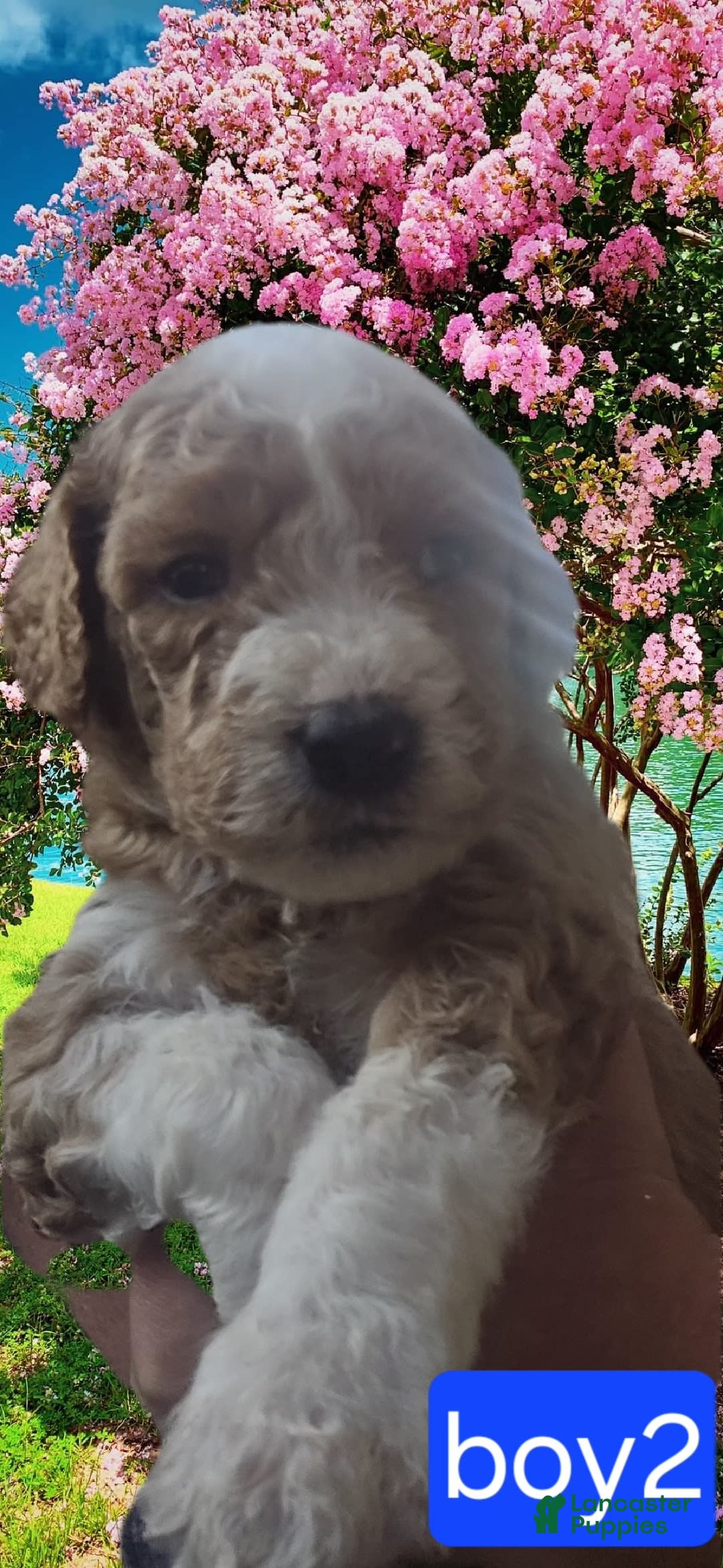 Goldendoodle dogs for sale: Sox - Image 2