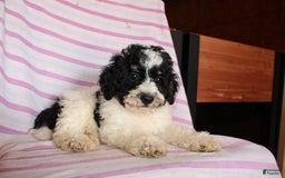 Cockapoo dogs for sale: Timmy - Image 4