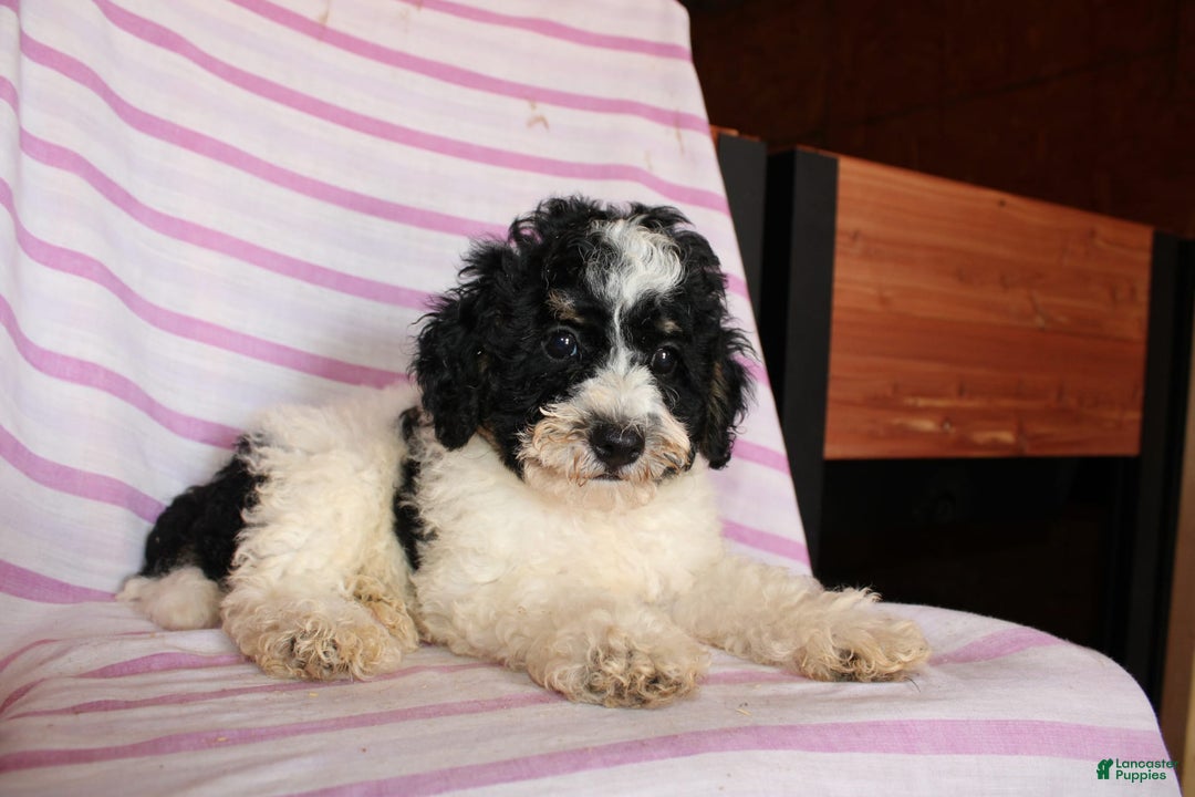 Cockapoo dogs for sale: Timmy - Image 4