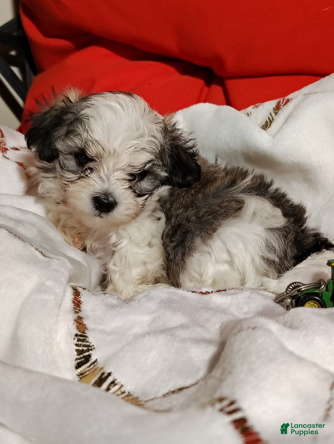 Maltipoo dogs for sale: Sweet Pea - Image 17