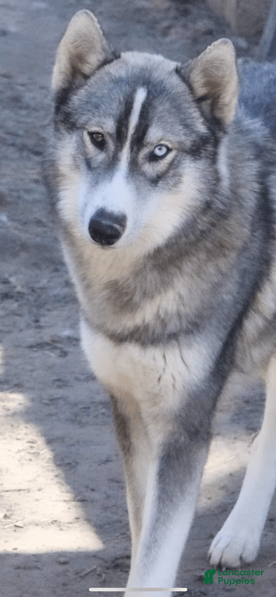 Gerberian Shepsky dogs for sale: Panda Bear - Image 10