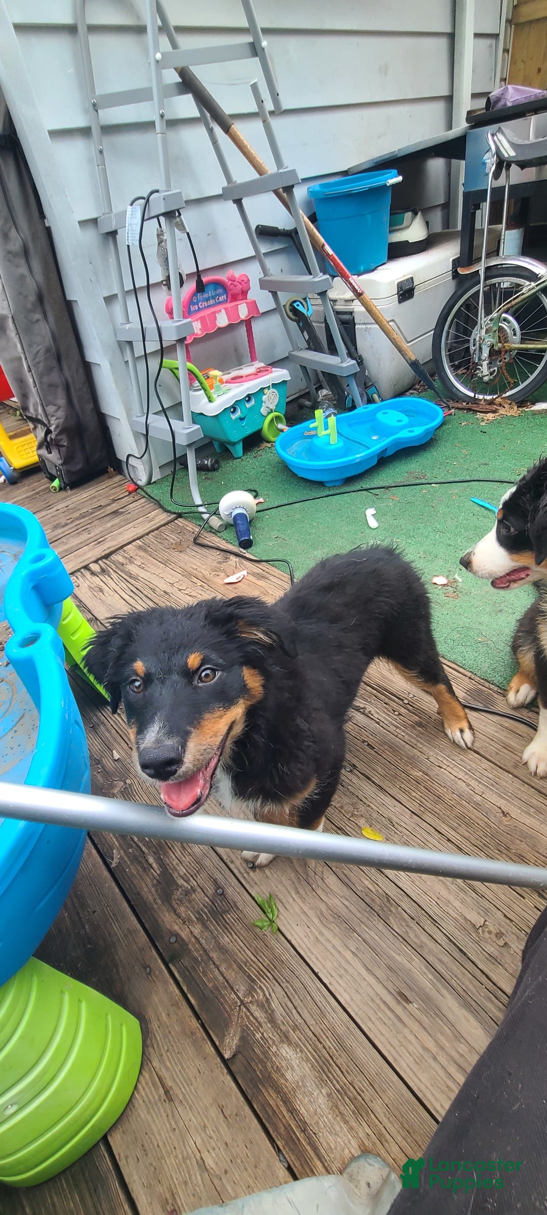 Australian Shepherd dogs for sale: Nubby Fully Vaccinated - Image 12