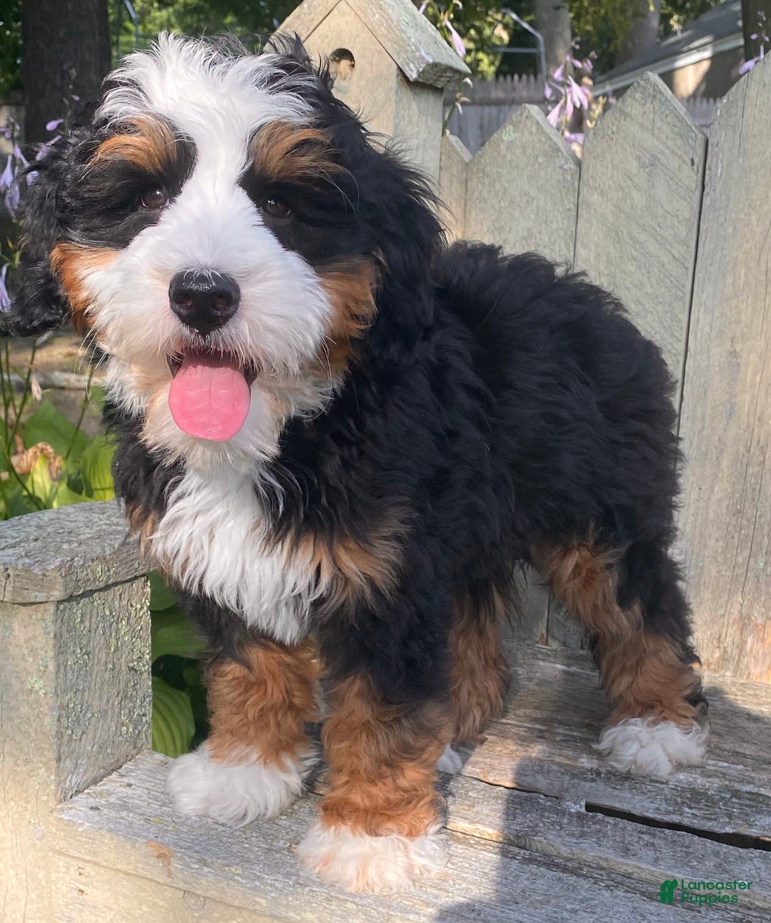 Mini Bernedoodle dogs for sale: ❤️ Boston Ma ❤️ Mini Bernedoodle - Image 6