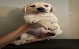 Labrador Retriever dogs for sale: Frannie - Image 6