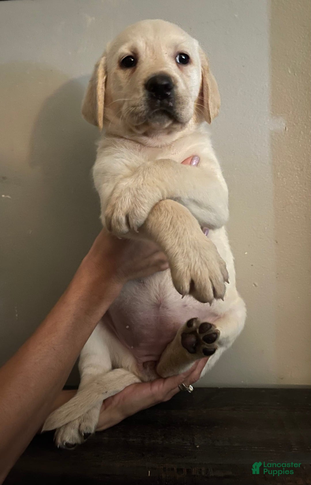 Labrador Retriever dogs for sale: Frannie - Image 6