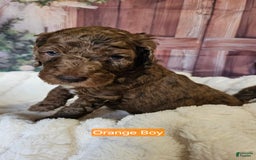 Standard Poodle dogs for sale: Orange Boy - Image 1