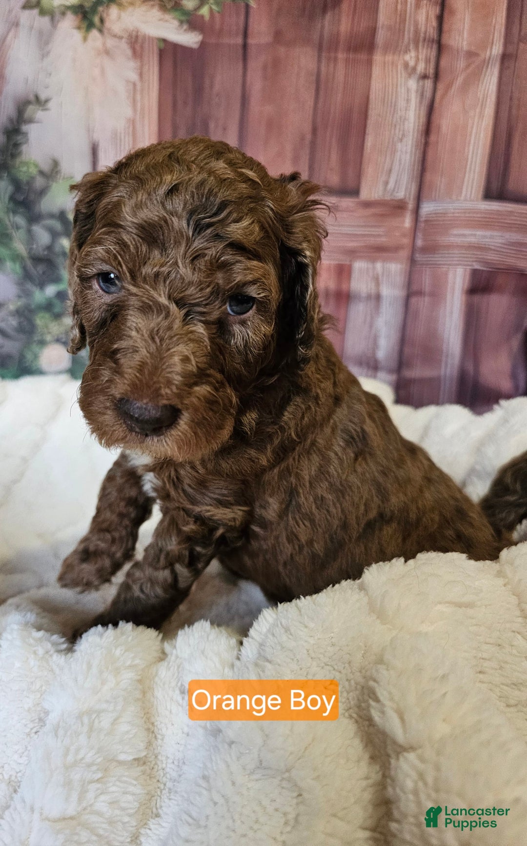 Standard Poodle dogs for sale: Orange Boy - Image 1