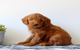 Goldendoodle dogs for sale: Rusty - Image 1