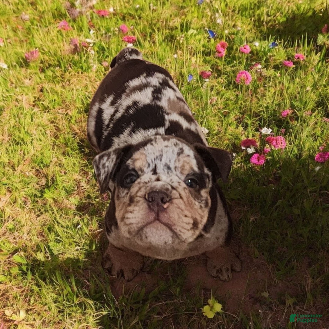 English Bulldog dogs for sale: Stoney - Image 13