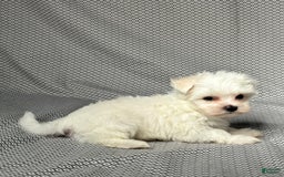 Maltese dogs for sale: Max - Image 3