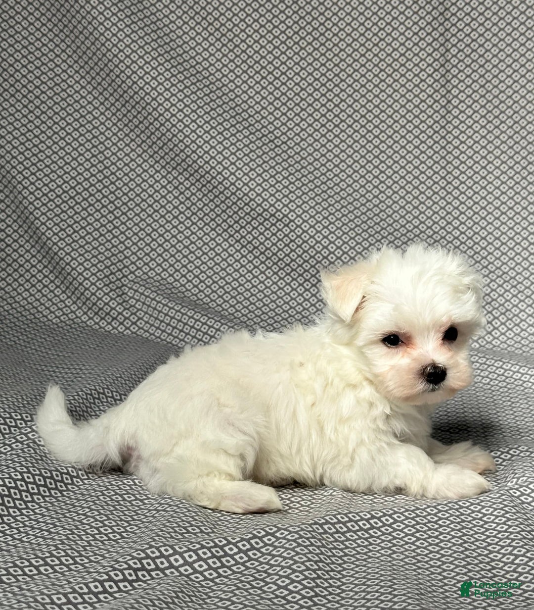 Maltese dogs for sale: Max - Image 3