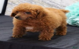 Miniature Poodle dogs for sale: Rolo - Image 5